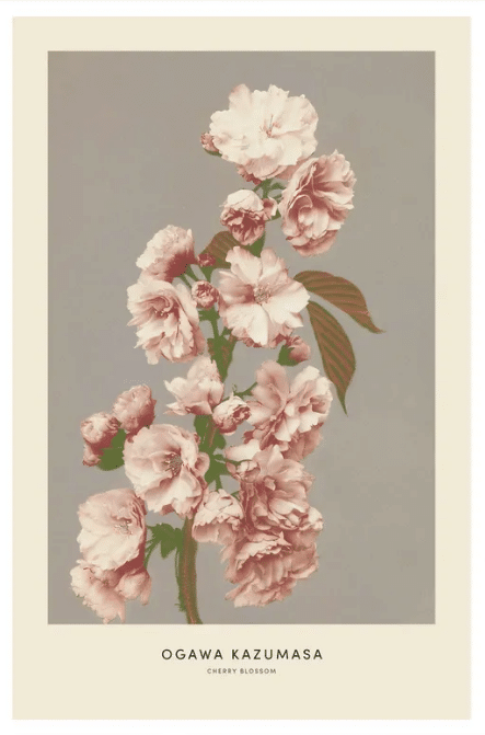 Kazumasa - Cherry Blossom