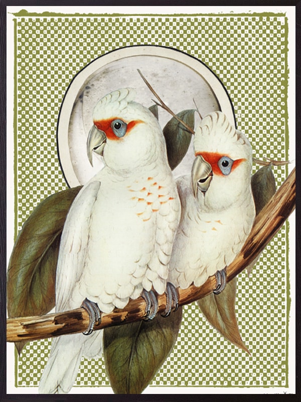 Red Eye Parrot Art Print