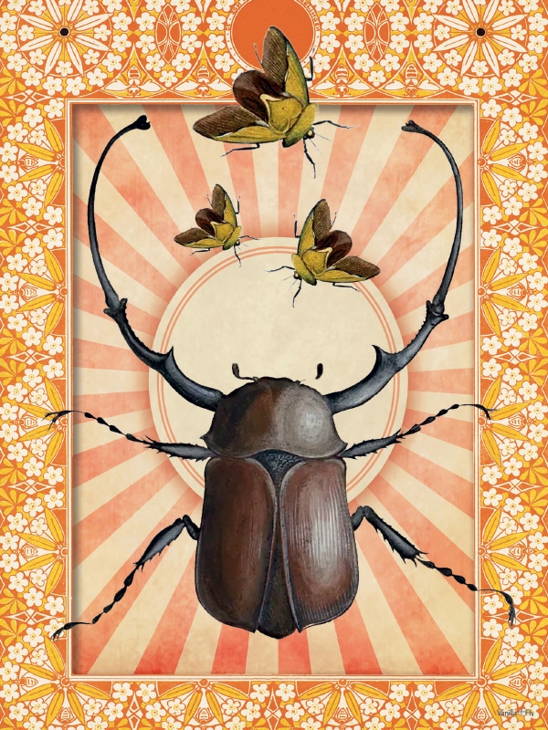 Indian Beetle